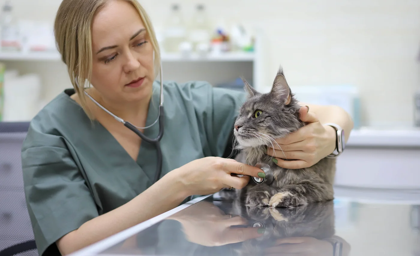 Ветеринарный врач клиники МегаВет держит кота на приёме