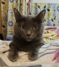 Кошка Елены
