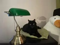 Кот Фли
